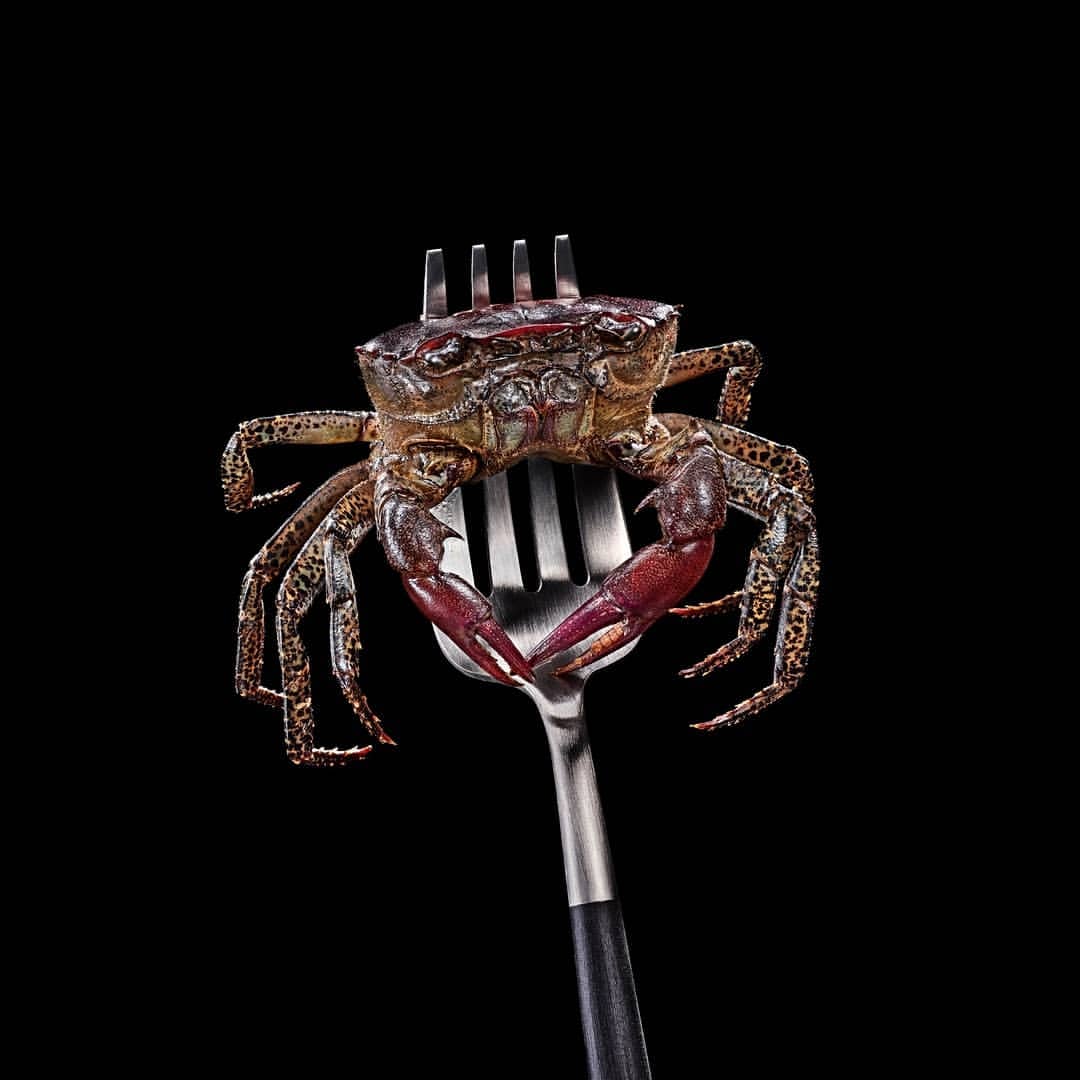 Studio shot of a crab skewered on a silver fork against a black background, creating a striking food presentation.