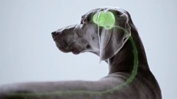 Grey Weimaraner dog headshot in profile with green visualization of brain and spinal cord over a light grey background.