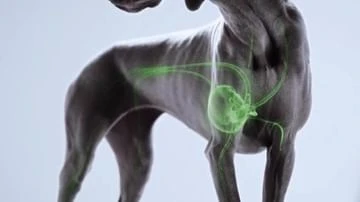 Grey Weimaraner dog with animated green internal organs over a plain background showcasing an animal with technology overlay.