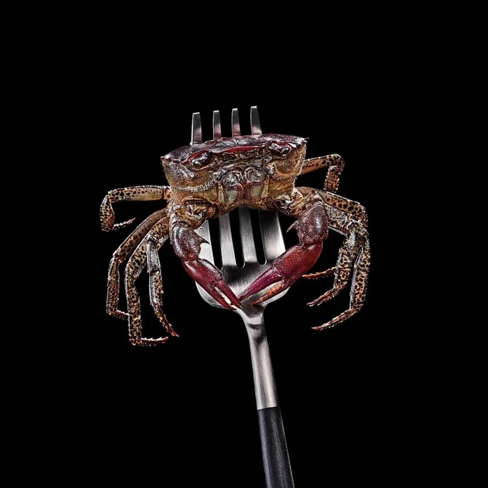 A small crab held tightly between the metal tines of a silver fork against a solid black background.