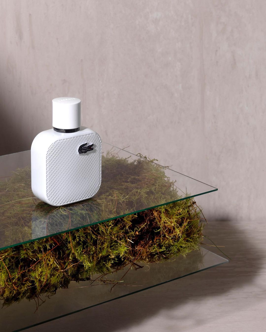 Close-up of a Lacoste L.12.12 Blanc Eau de Toilette bottle on a two-tiered glass surface with moss, against a grey background.