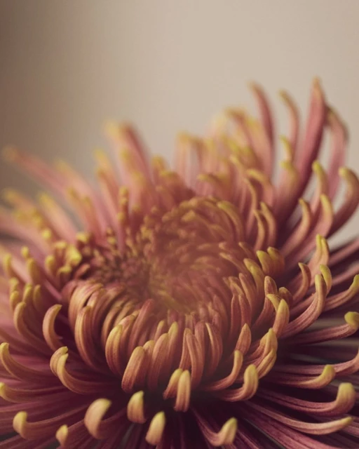 Macro photograph of a vibrant coral and yellow chrysanthemum flower with a shallow depth of field, showcasing its intricate petal details.