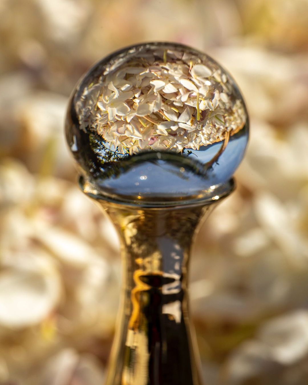 Crystal ball on gold stand reflects and distorts flower petals in a soft, blurred background, creating a unique perspective and dreamy aesthetic.