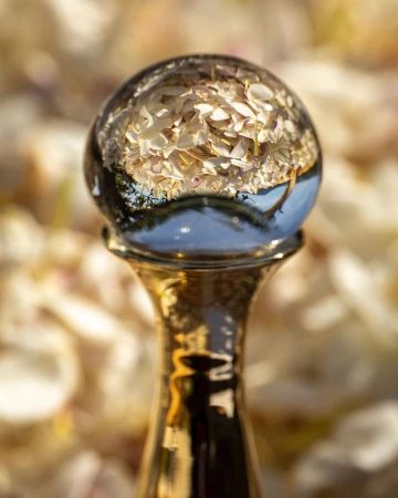 Crystal ball on gold stand reflects and distorts flower petals in a soft, blurred background, creating a unique perspective and dreamy aesthetic.