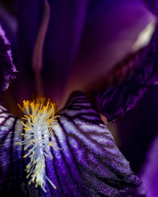 Macro shot of the interior of a dark purple iris flower, showing the petals, stigma, and style, with a focus on texture and color.