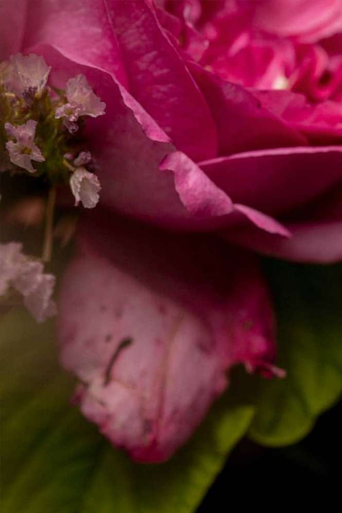 A close-up shot features a vibrant pink rose, its petals delicately unfurling, complemented by small white flowers and lush green leaves.