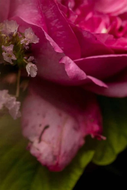 A close-up shot features a vibrant pink rose, its petals delicately unfurling, complemented by small white flowers and lush green leaves.