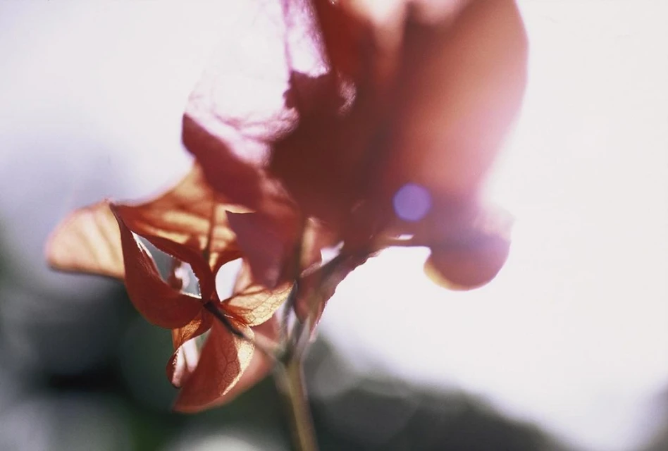 Close-up photography captures the delicate details of a salmon-colored flower, bathed in soft, diffused lighting. Natural light source creates a lens flare.