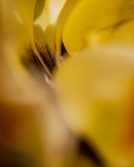 Extreme close-up of a yellow flower with shallow depth of field creating soft, blurred edges and an abstract, inviting composition.