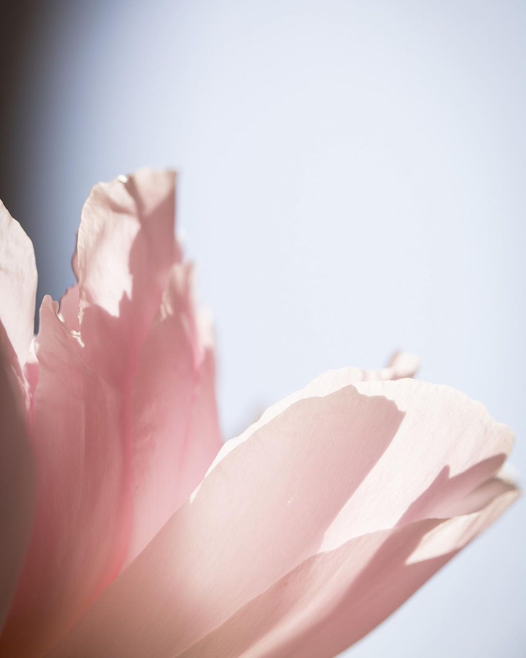 Close-up photograph of soft pink flower petals with light blue and white background. Soft natural light highlights the floral details.