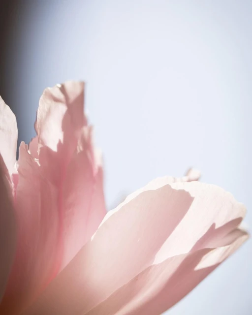 Close-up photograph of soft pink flower petals with light blue and white background. Soft natural light highlights the floral details.