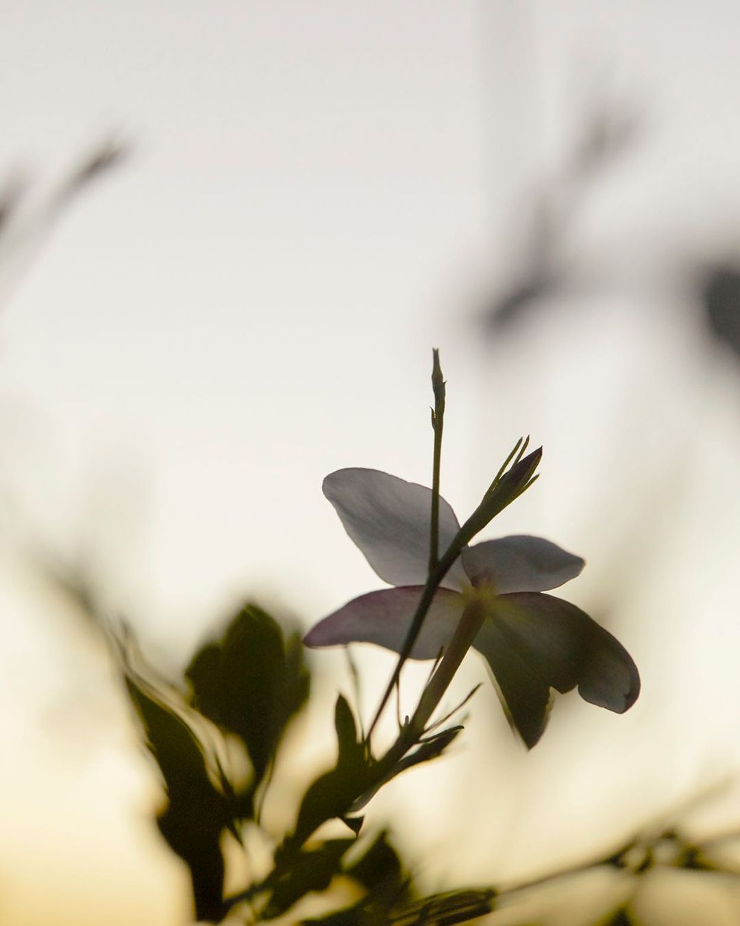 Close-up of a jasmine flower with its delicate white petals and green leaves, backlit by a soft, ethereal light source. 