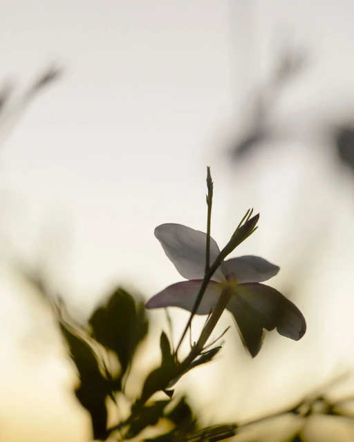 Close-up of a jasmine flower with its delicate white petals and green leaves, backlit by a soft, ethereal light source. 