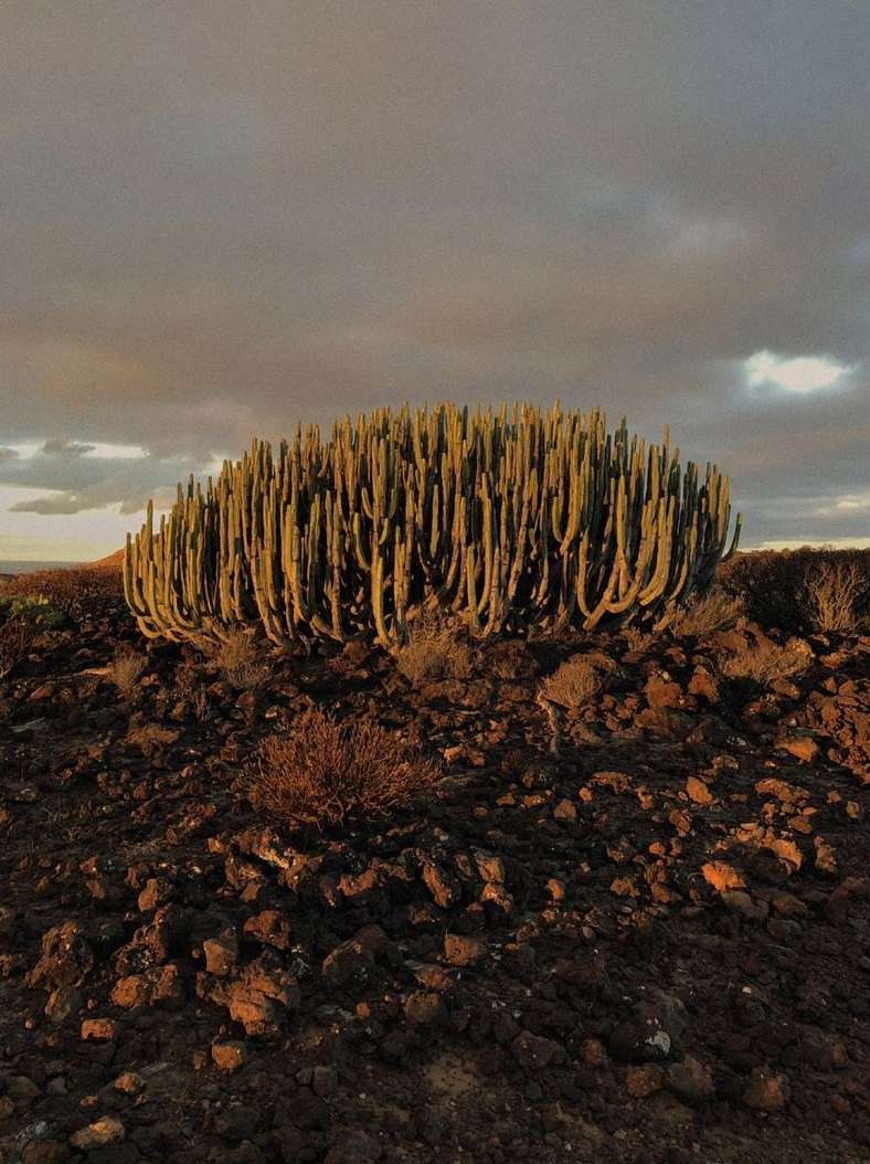 A large cactus-like plant stands on a rocky hilltop under a cloudy sky, lit by the warm hues of the setting sun, creating a natural scene.