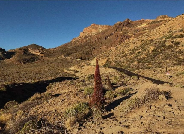 Landscape view of the mountains under a clear blue sky, featuring tall, dark red flower stalks and a winding road in Tenerife, Spain.