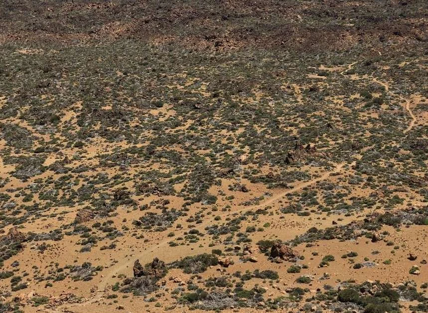 Scenic view of desert landscape with shrubs and winding trails in warm, natural light and brown hues. Nature background.