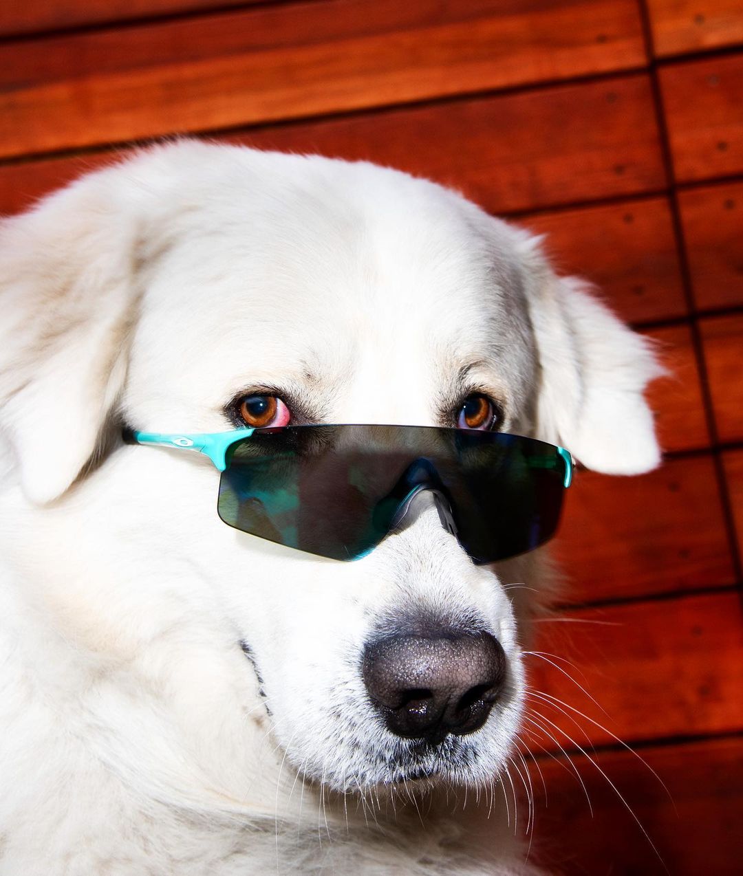 Close-up of a white Great Pyrenees dog wearing sunglasses against a wooden background, creating a humorous, eye-level pet portrait.