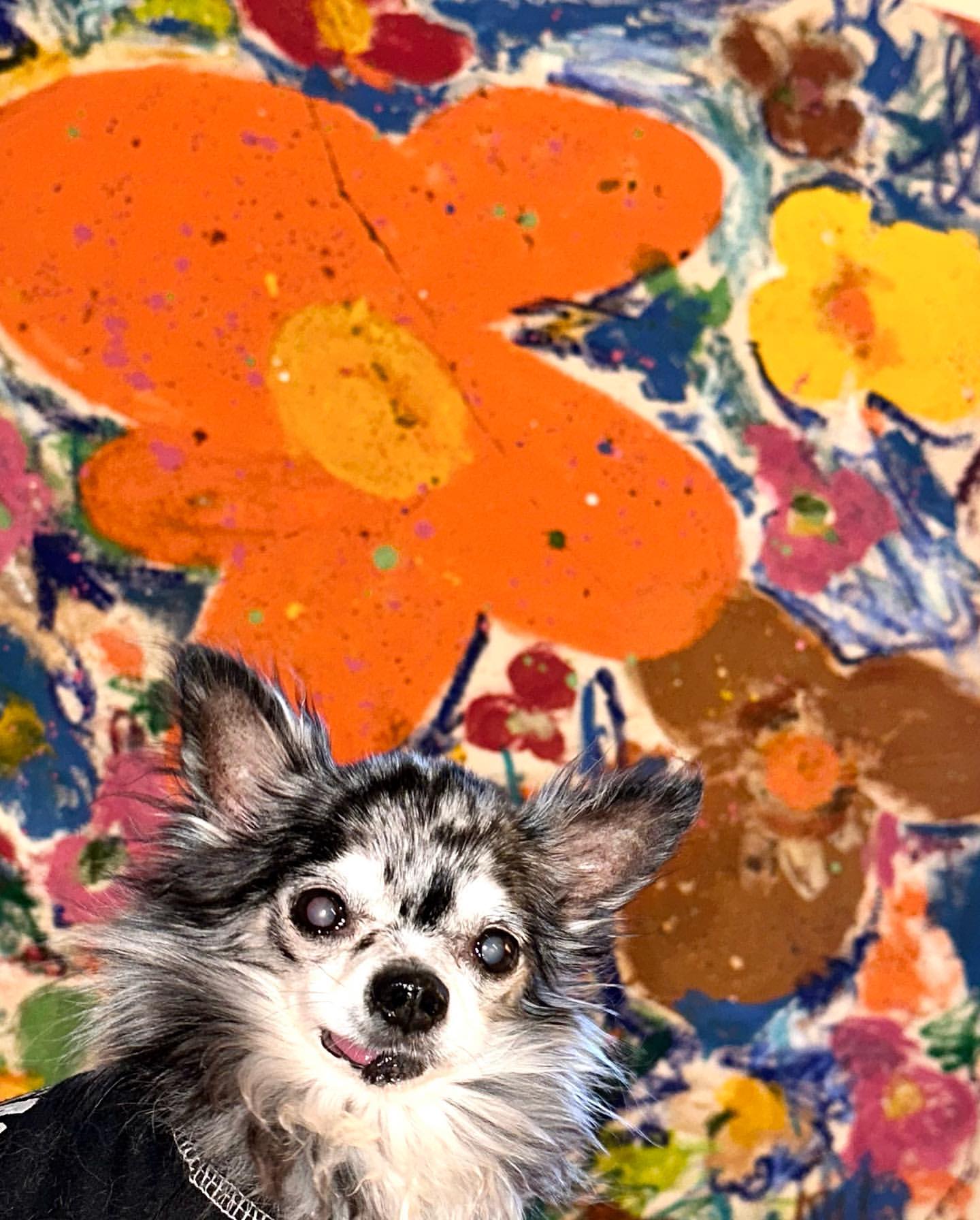Close-up of a long-haired Chihuahua with a black jacket in front of a bright, colorful abstract painting with orange and yellow flowers.