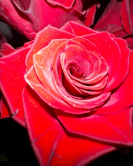 Close-up image of a dark red rose with detailed petals, capturing the flower's texture and vibrant color against a dark background.