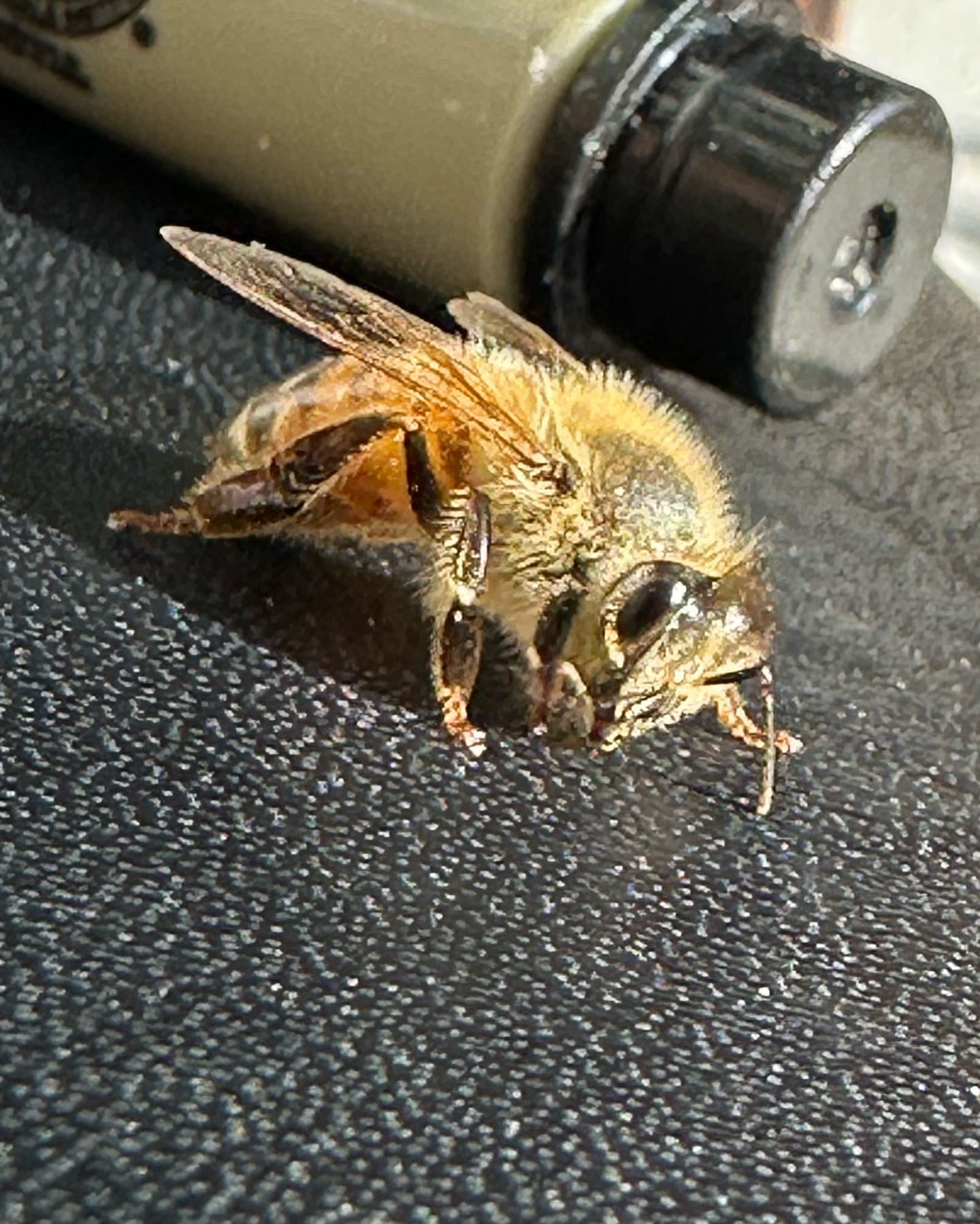 Close-up of a honeybee on a black surface, showcasing its detailed wings, legs, and fuzzy body, with a blurred object in the background.