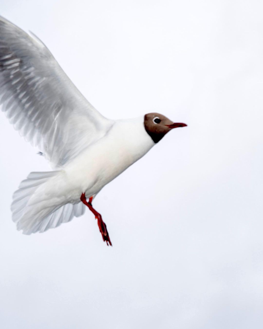 Black-headed gull flying against a white background with wings spread, showcasing its white and grey feathers with dark head.