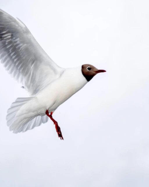 Black-headed gull flying against a white background with wings spread, showcasing its white and grey feathers with dark head.