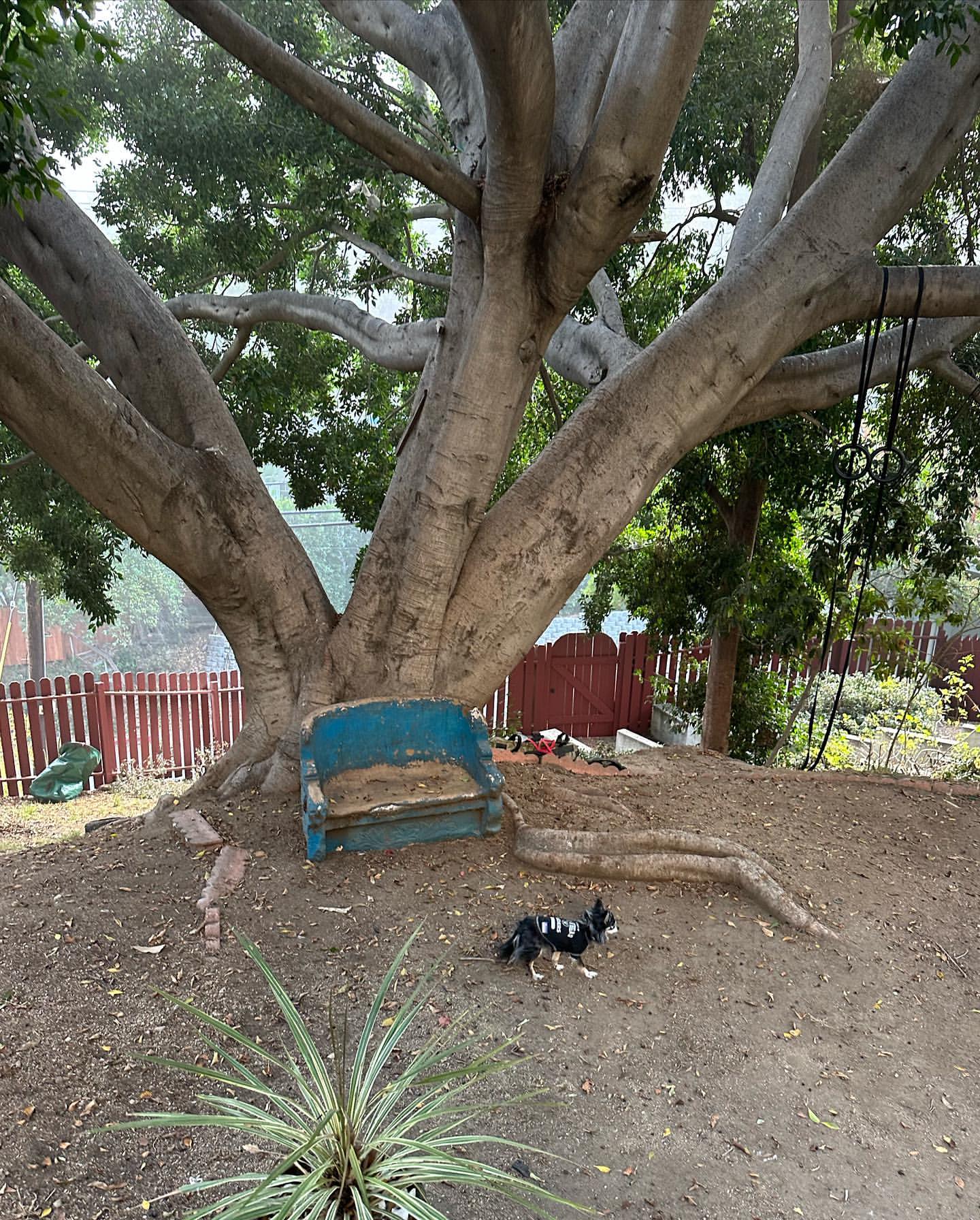 A large tree with a weathered blue bench at its base dominates the yard, while a small dog stands nearby, creating a peaceful outdoor scene.