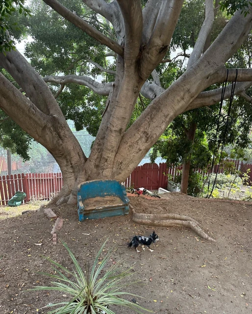 A large tree with a weathered blue bench at its base dominates the yard, while a small dog stands nearby, creating a peaceful outdoor scene.