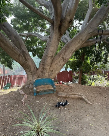 A large tree with a weathered blue bench at its base dominates the yard, while a small dog stands nearby, creating a peaceful outdoor scene.