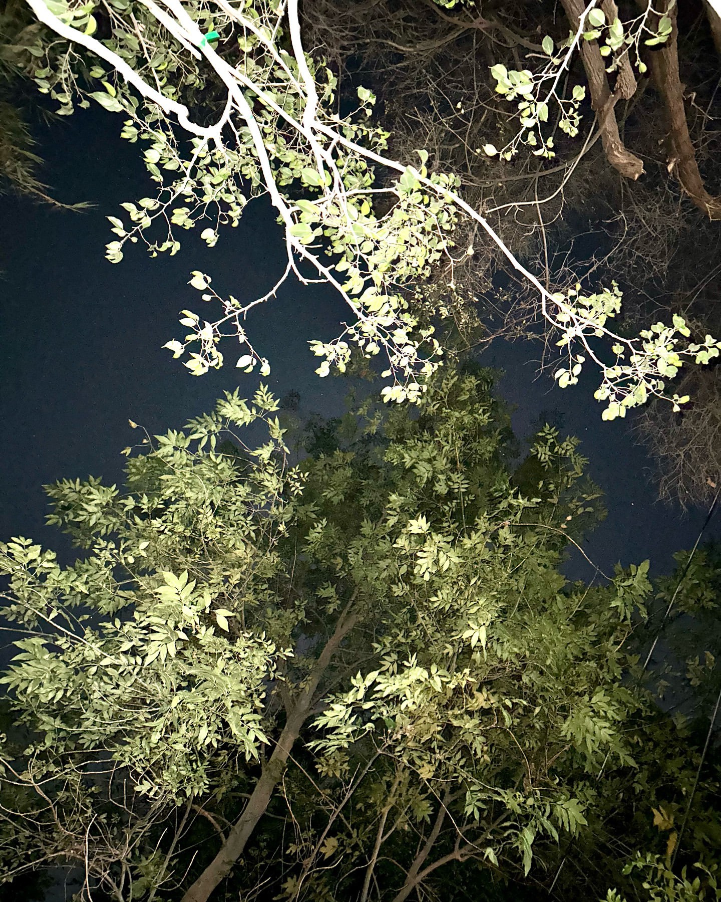 Looking up at the night sky through treetops filled with green leaves and branches. View of nature from a low angle at dusk.