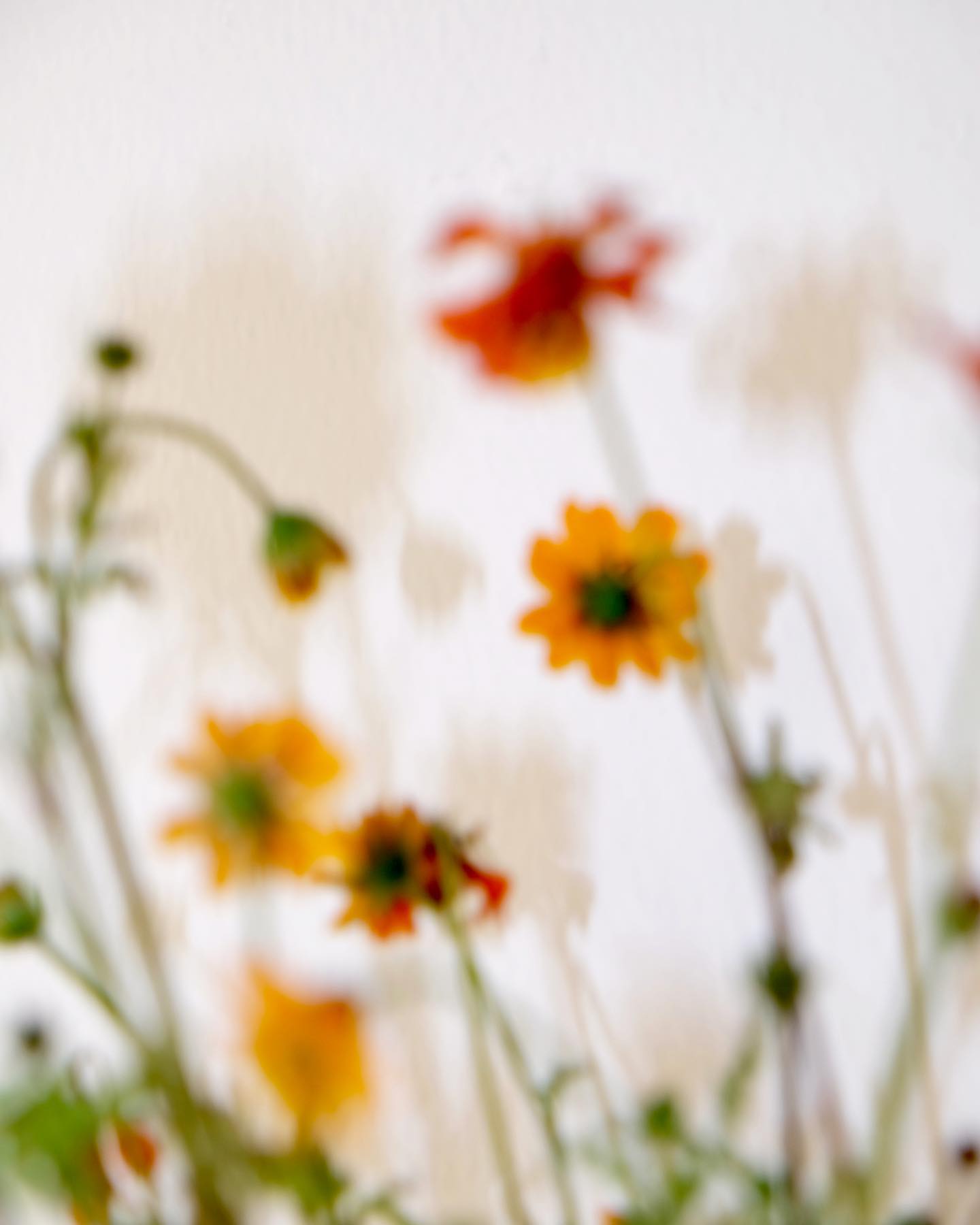 Blurred image of orange and yellow daisy flowers with green stems, set against a neutral white backdrop, creating a soft, dreamy effect.