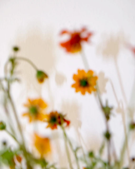 Blurred image of orange and yellow daisy flowers with green stems, set against a neutral white backdrop, creating a soft, dreamy effect.