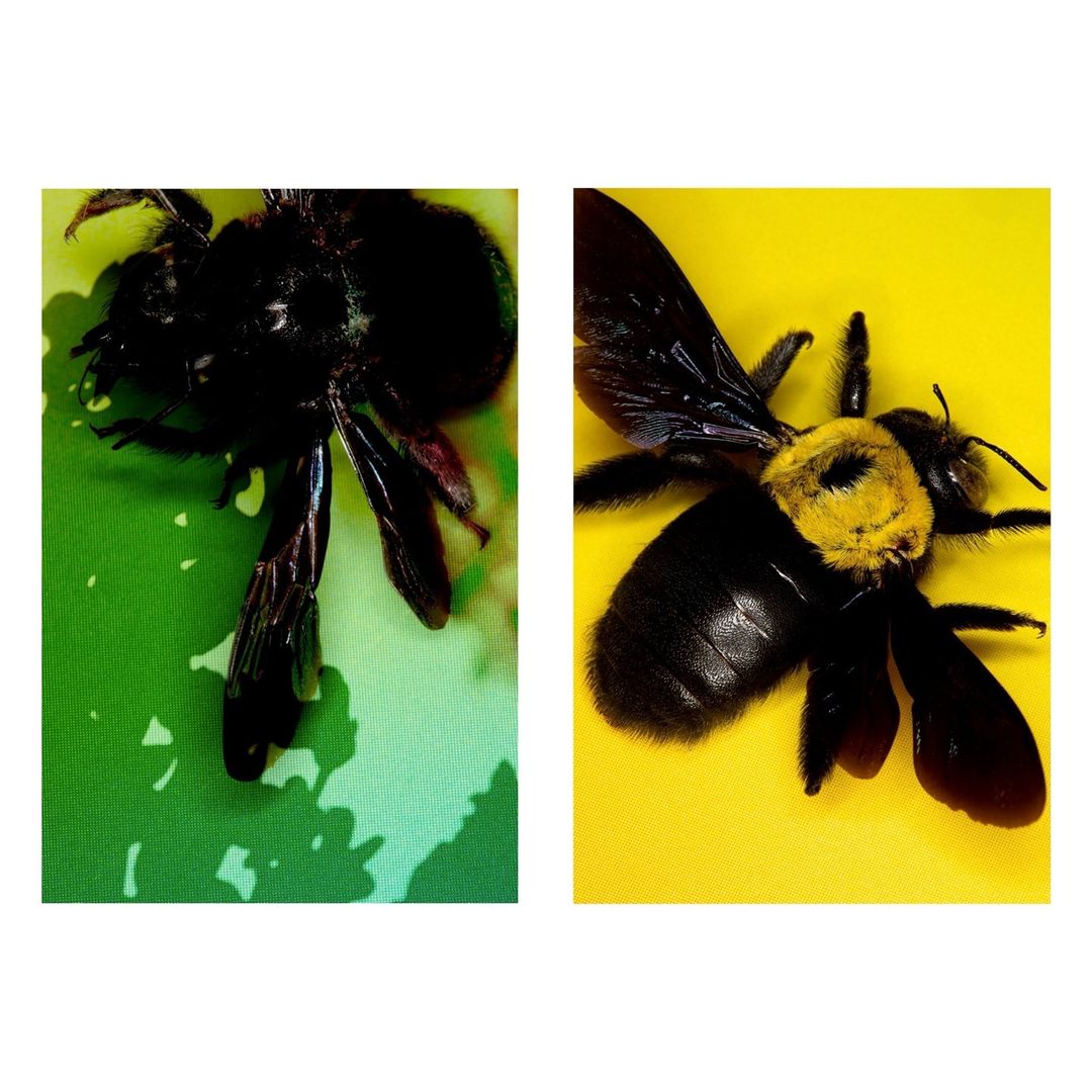 Two carpenter bees, one resting on a green surface and one resting on a yellow surface, are captured in a close-up studio shot.