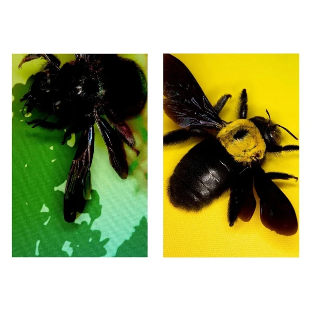 Two carpenter bees, one resting on a green surface and one resting on a yellow surface, are captured in a close-up studio shot.