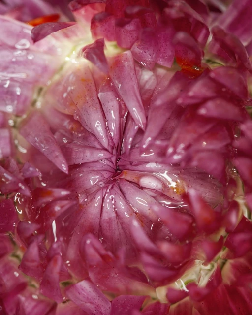 Close-up macro shot of a vibrant pink and white strawflower with a circular pattern of petals. Water droplets glisten on the petals.