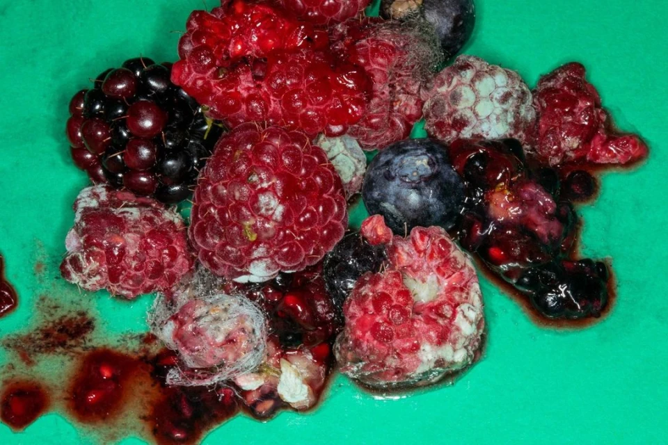 An overhead shot showcases a colorful mix of fresh raspberries, blackberries, and blueberries on a bright green surface.