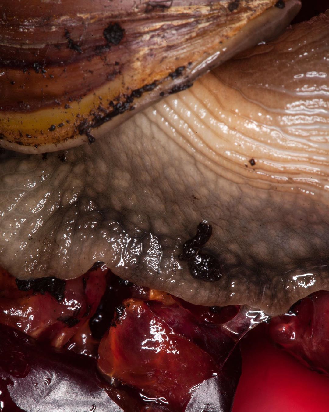 Close-up studio shot of a giant African land snail on a bed of deep red pomegranate seeds, showcasing its textured shell.