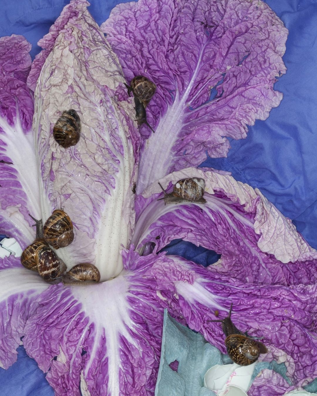 Close-up of a purple Napa cabbage with several land snails crawling on the ruffled leaves, showcasing natural textures and colors.