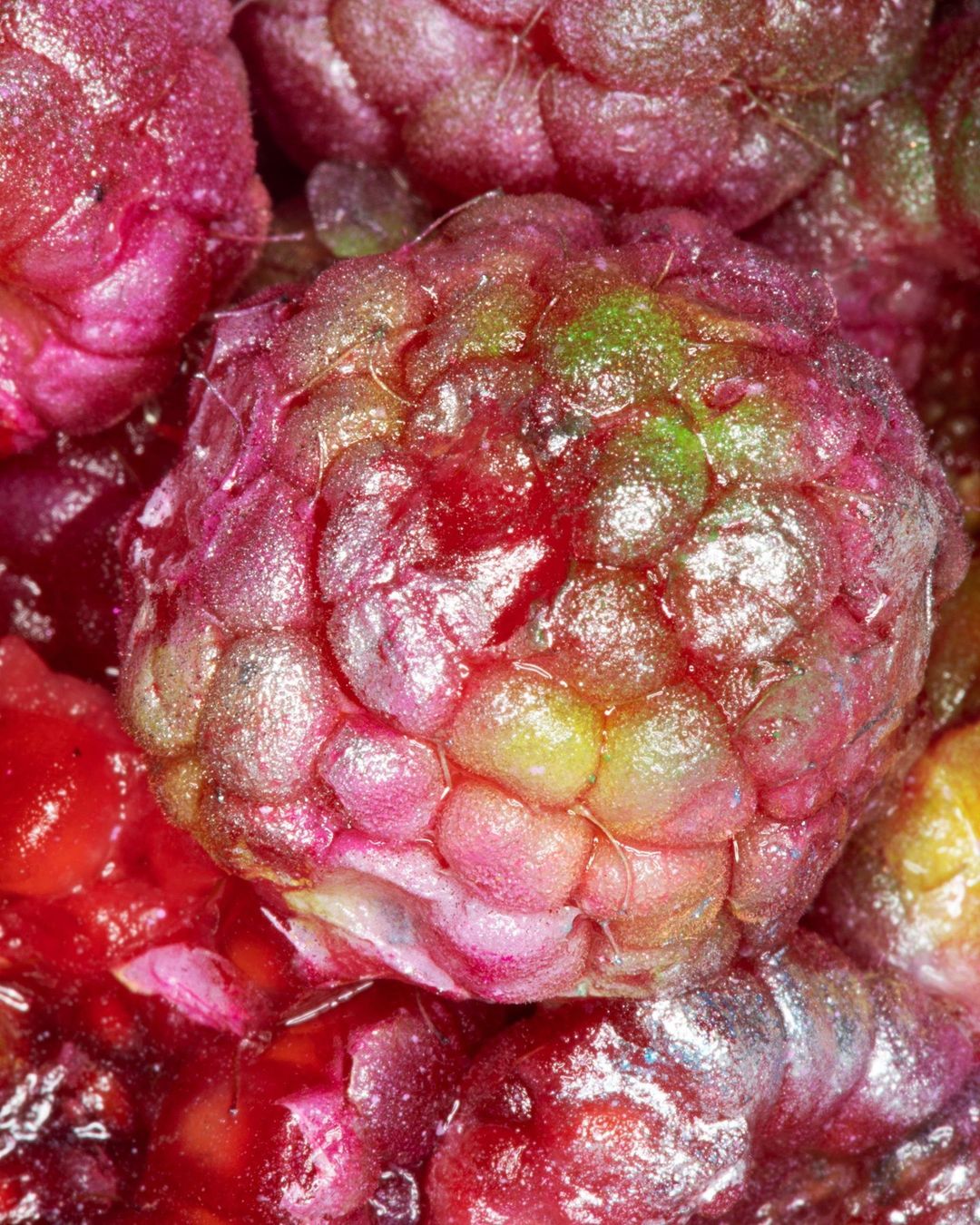 Close-up shot of a vibrant, textured tayberry fruit with a mix of red, purple, and green hues, showcasing its bumpy surface and fresh appearance.