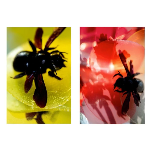 Macro of black carpenter bees on bright yellow and pink flowers, high contrast and shallow depth of field. Floral close-up with vivid colors.