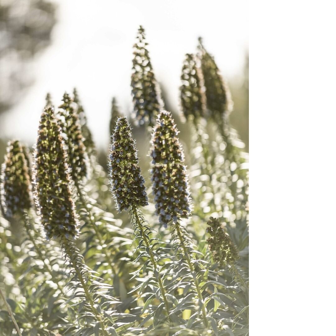 Close-up of tall, flowering Pride of Madeira plants in a field, highlighting their textured flower spikes and natural beauty in soft lighting.