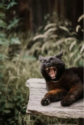 Black cat yawning widely while lying on a weathered wooden surface outdoors