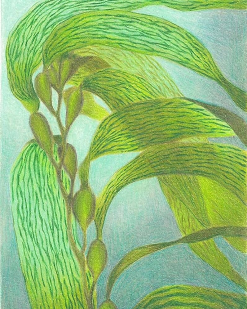Detailed drawing of lush, green kelp with bulbous, water-filled floats, set against a soft, blue-toned background.