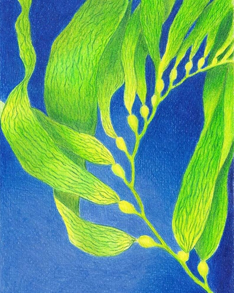 Illustration of kelp with vibrant green and yellow hues against a striking blue background, showcasing detailed texture and organic shapes.