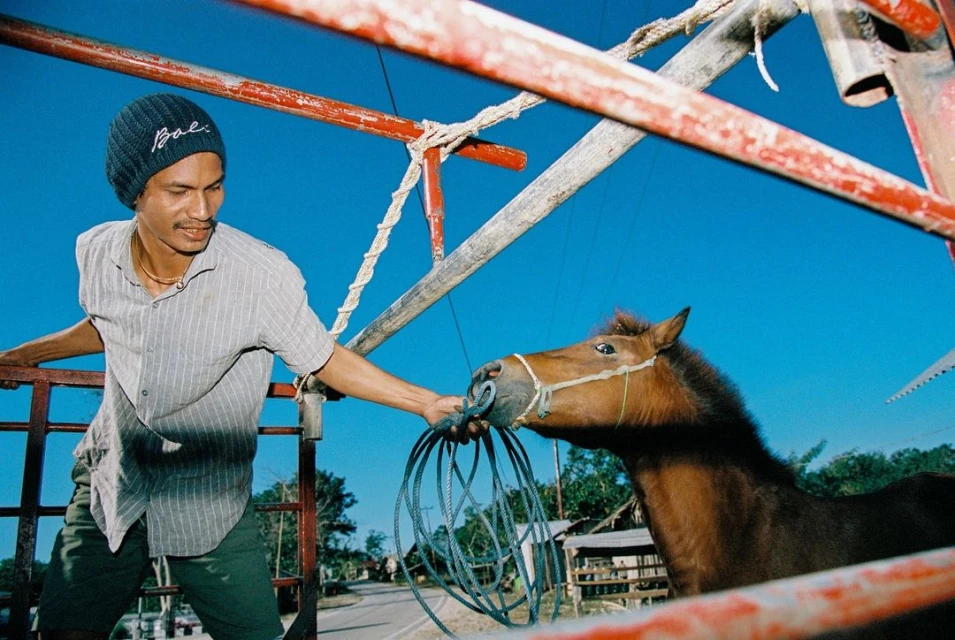 Man in a black beanie and gray shirt leads a brown horse by a blue rope in a metal frame truck under a clear blue sky.