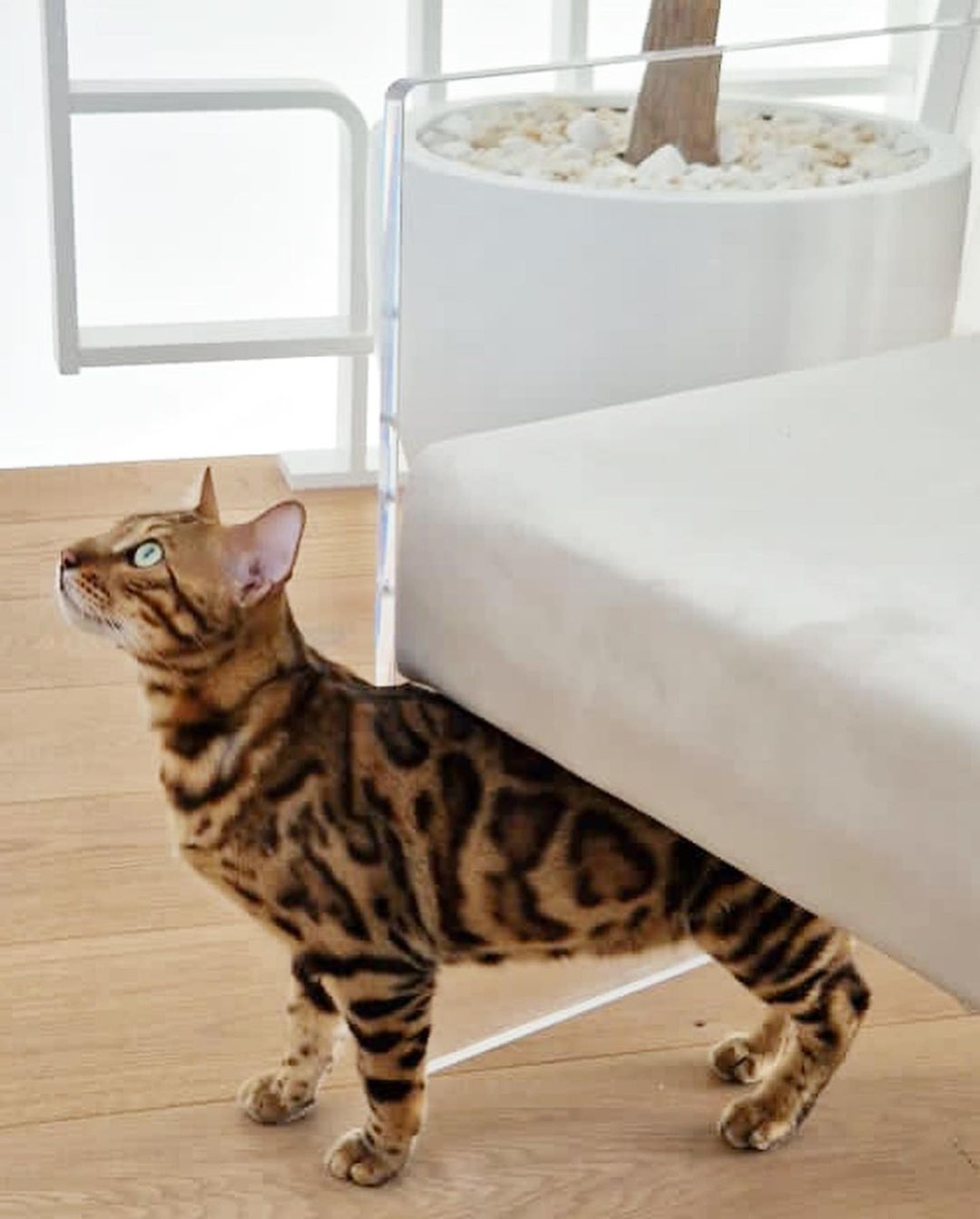 A bengal cat stands indoors next to modern white furniture and a potted plant, looking upward with its distinctive patterned coat.