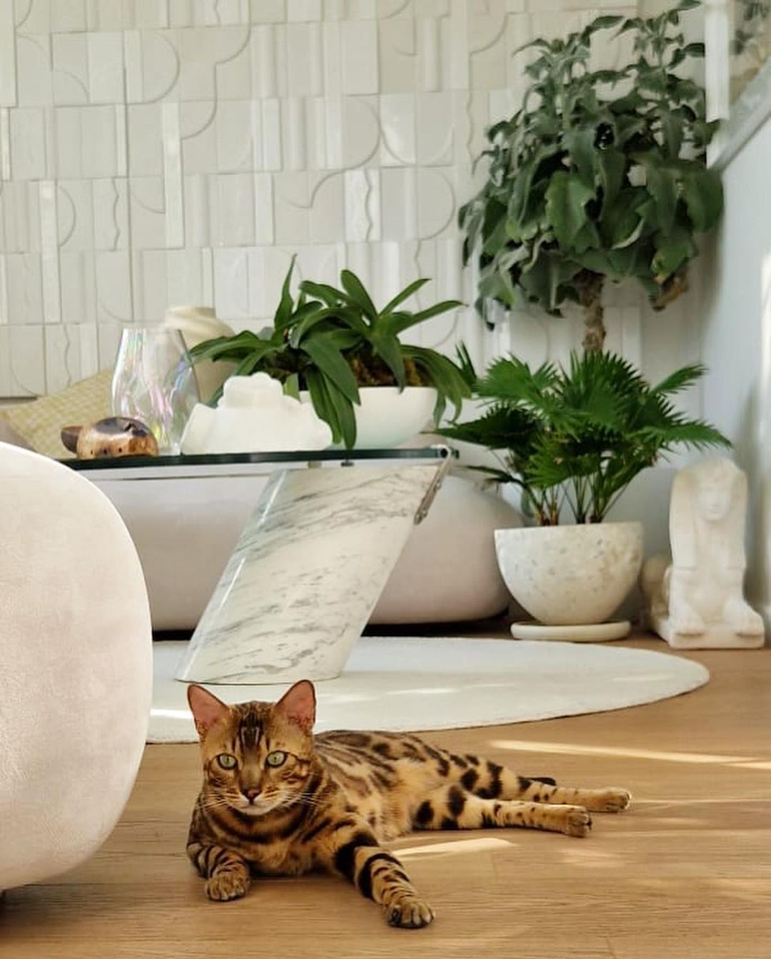 A Bengal cat rests on a wooden floor in a living room, posing in front of a glass table, decorative wall, and green plants.