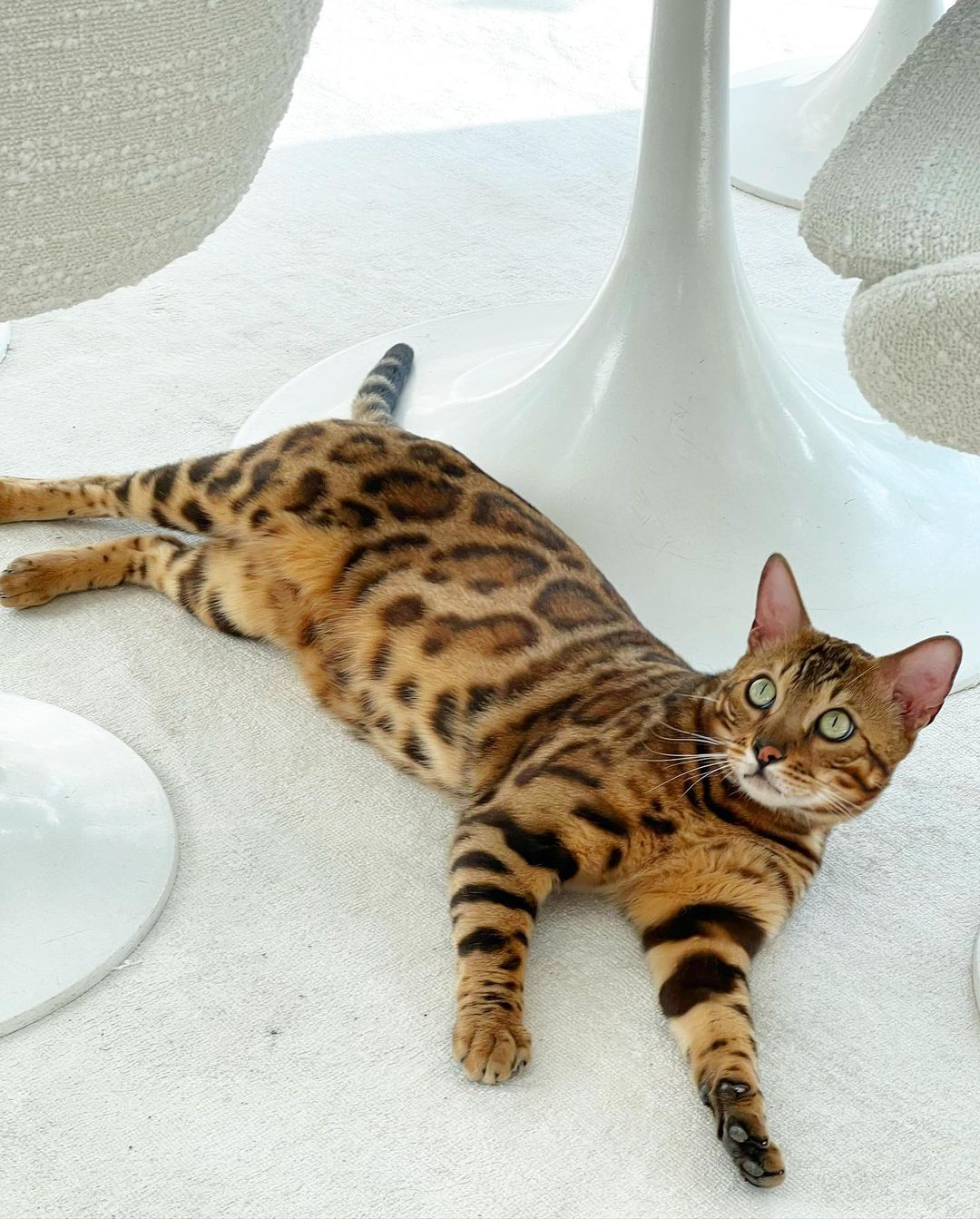 Bengal cat with spotted and striped fur lies on a white rug near a white tulip table, looking up with expressive green eyes in a bright indoor setting.