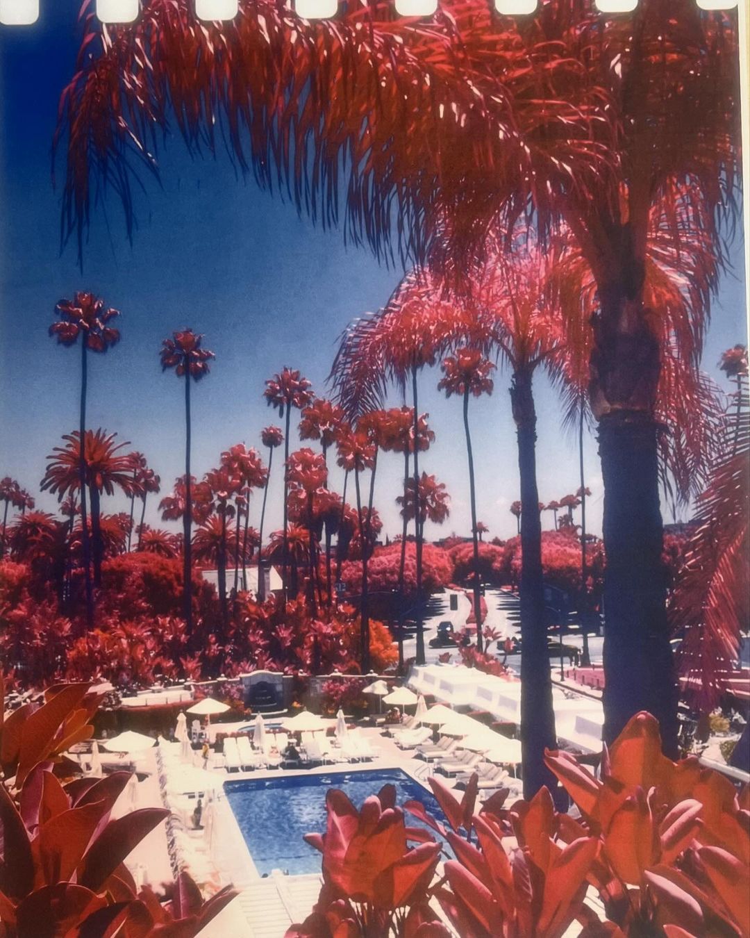 Lush tropical resort with swimming pool surrounded by palm trees and red foliage under a clear blue sky in an eye-catching, vibrant image.