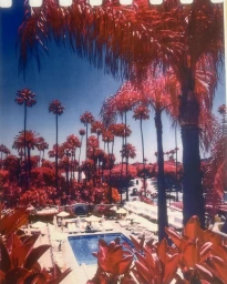 Infrared film photography of a resort pool surrounded by striking red palm trees under a deep blue sky